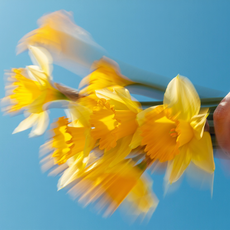 Crushes Flowers - Supporting Daffodil Day