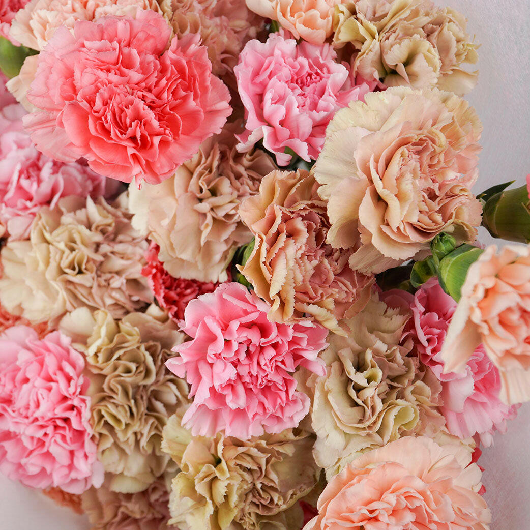 A closeup bunch of carnations in pink and brown pastel colours