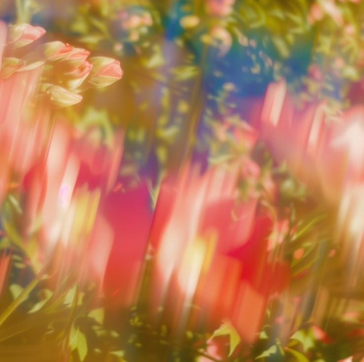 An artistic photo of flowers on a bush. Blurry and sunny feeling.