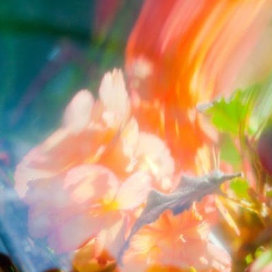Gerberas and other mixed flowers in a closeup photo.