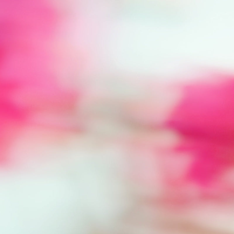 Close-up of a pink hellebore flower with open petals showcasing yellow stamens, surrounded by several pink-tinged buds against a plain background.