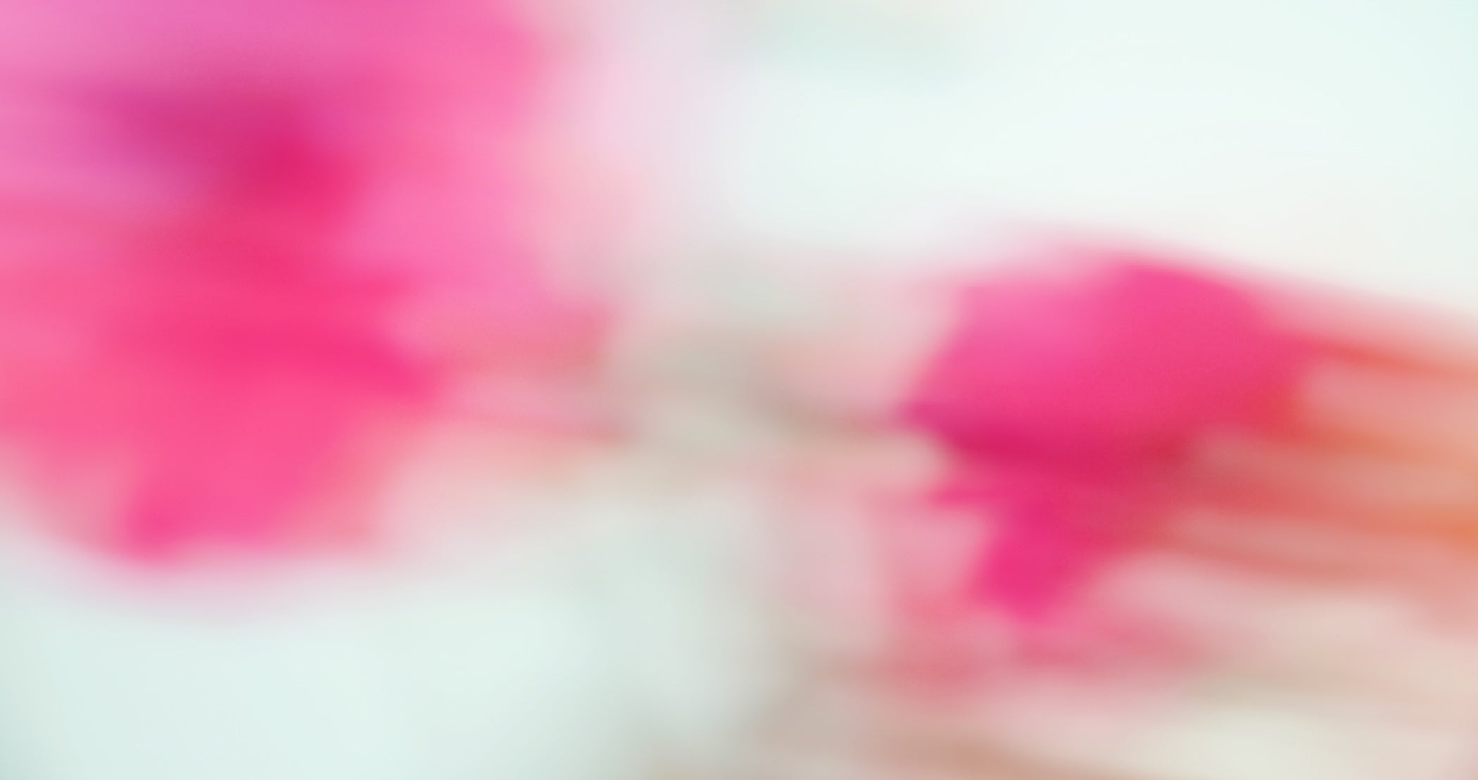 Close-up of a pink hellebore flower with open petals showcasing yellow stamens, surrounded by several pink-tinged buds against a plain background.