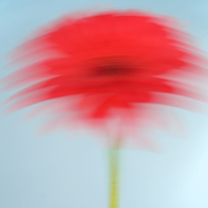 An artistic photo of a bright red gerbera blurred and streaked across the image
