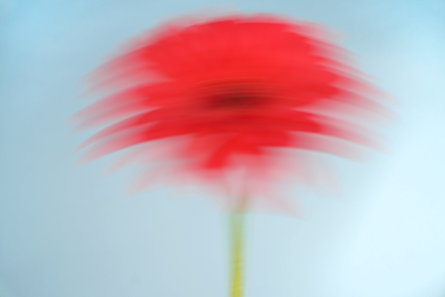 An artistic photo of a bright red gerbera blurred and streaked across the image