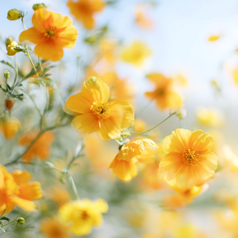 What’s In Bloom Right Now and How to Pick the Best