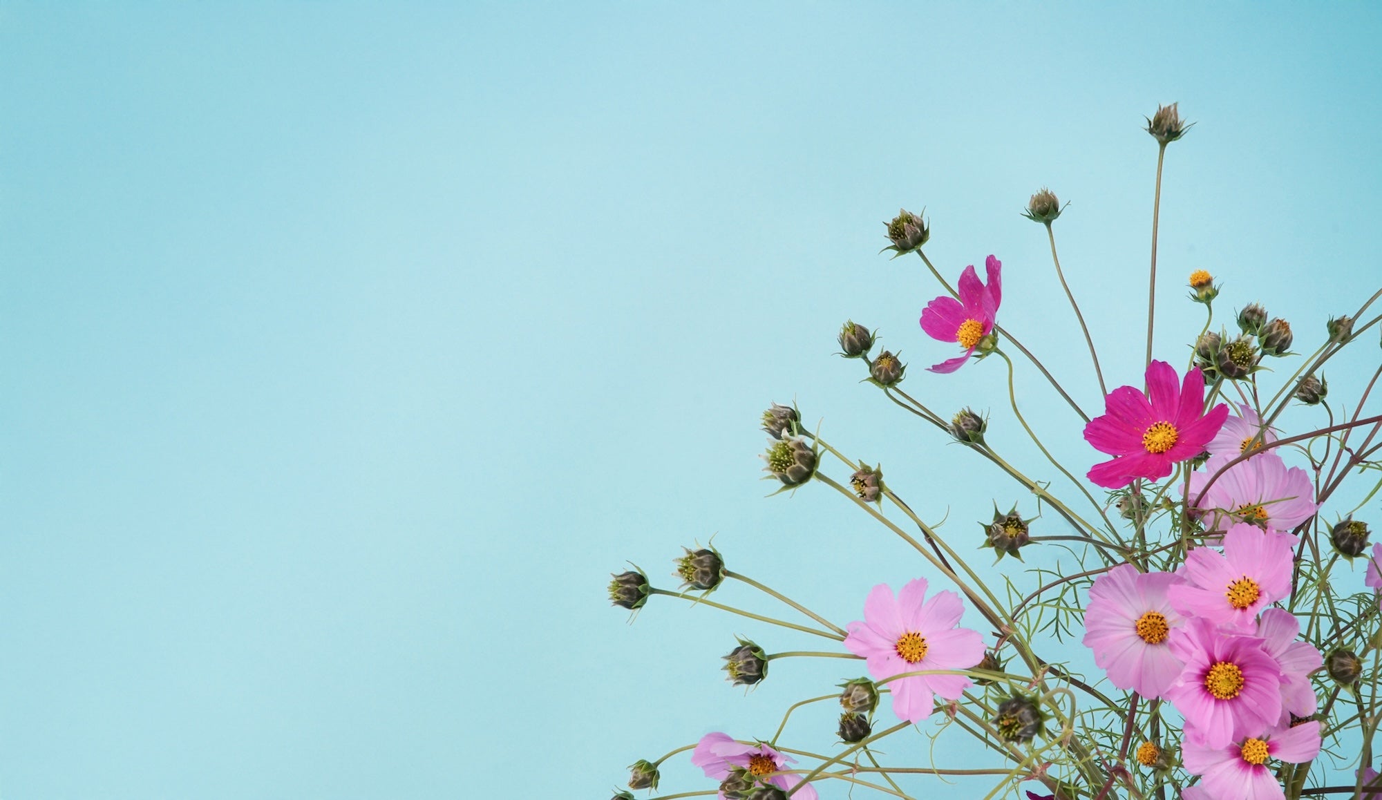 Pink cosmos flowers with delicate green stems are clustered on the right against a soft blue background. The mood is serene and cheerful.