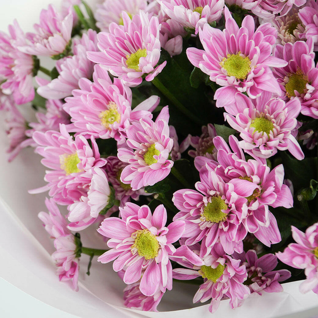 A hand holds a bouquet of vibrant pink chrysanthemums wrapped in light purple and white paper, tied with a pink ribbon against a plain background.