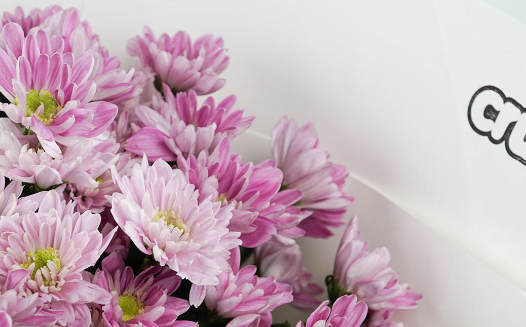 A closeup of light purple Chrysanthemum flowers wrapped in white paper