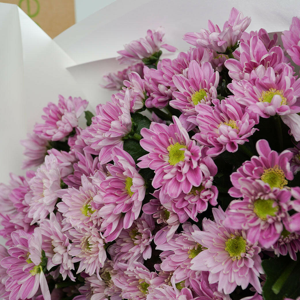A closeup of a vibrant bouquet of pink Chrysanthemum with white streaks, featuring bright green centres. The lively blooms convey a cheerful and fresh tone.