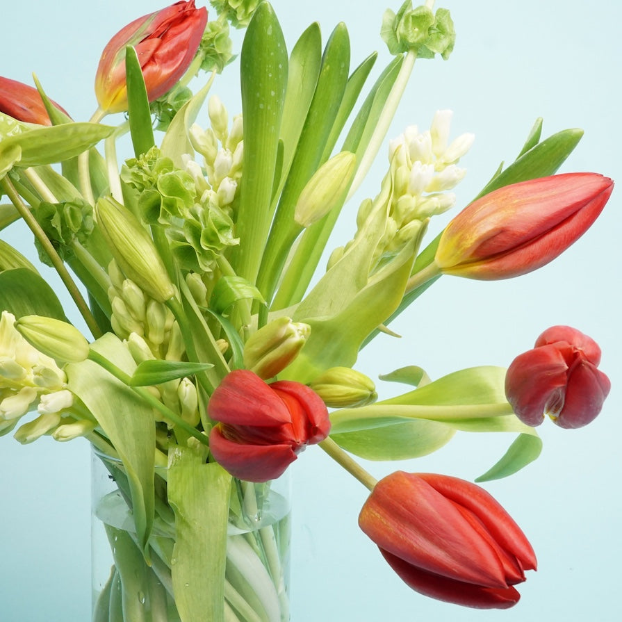 A vibrant bouquet of red tulips and white flowers in a clear vase against a light blue background. Green leaves add freshness and spring vibes.