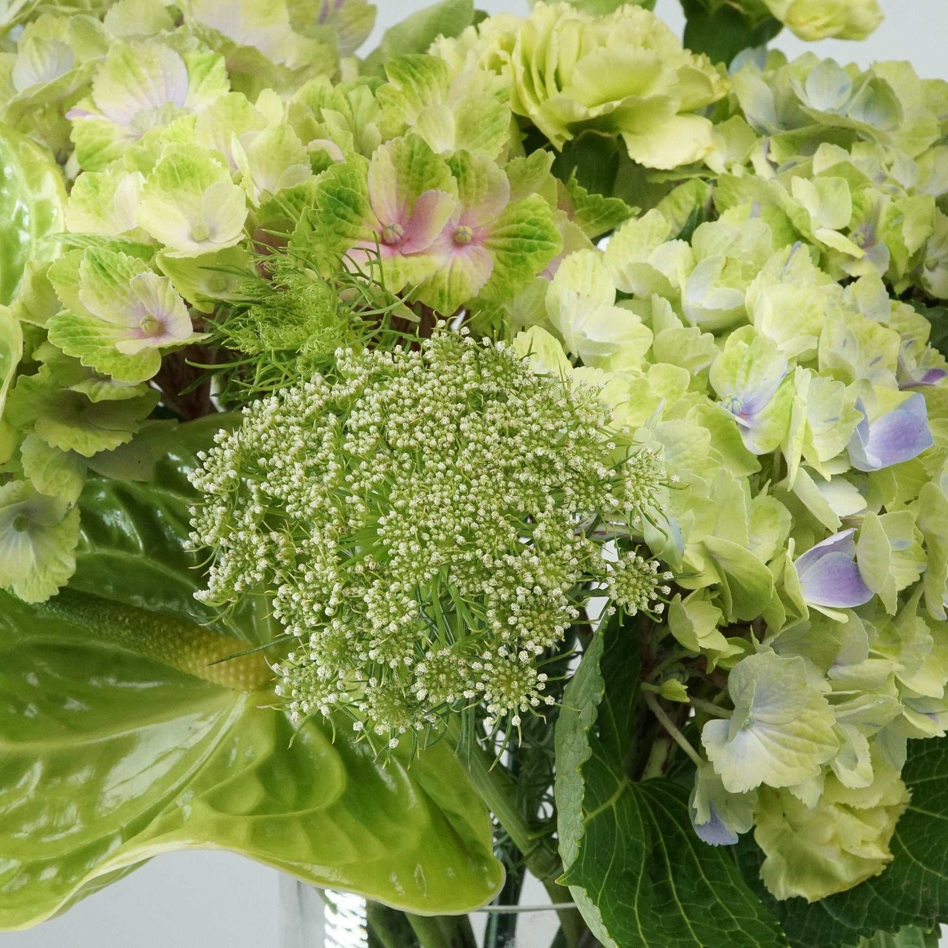 Monochrome Bouquet floral arrangement with green anthuriums, hydrangea, and molucca balm.
