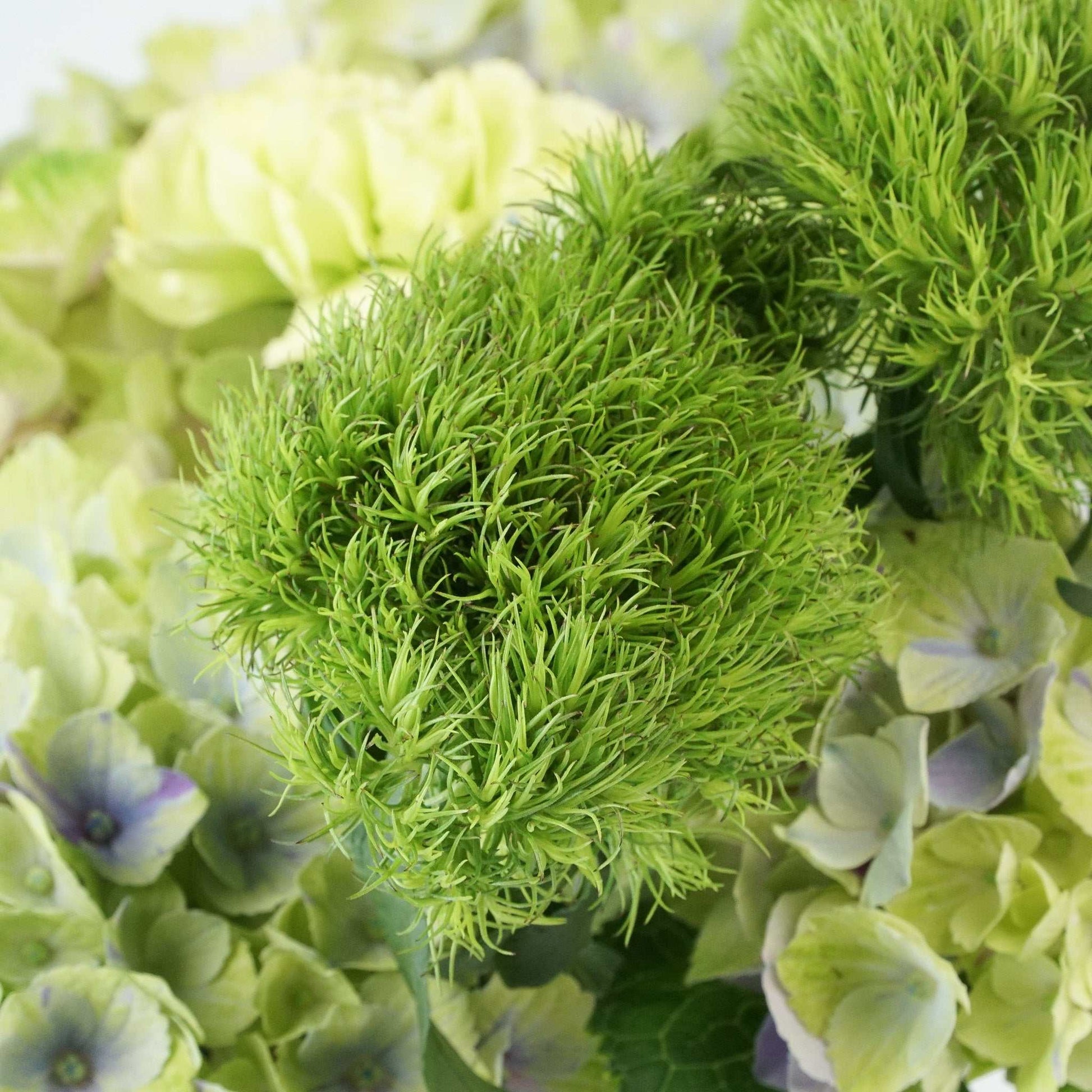 Sculptural arrangement of green blooms with anthuriums, hydrangea, molucca balm, and Queen Anne's lace. Monochrome Bouquet