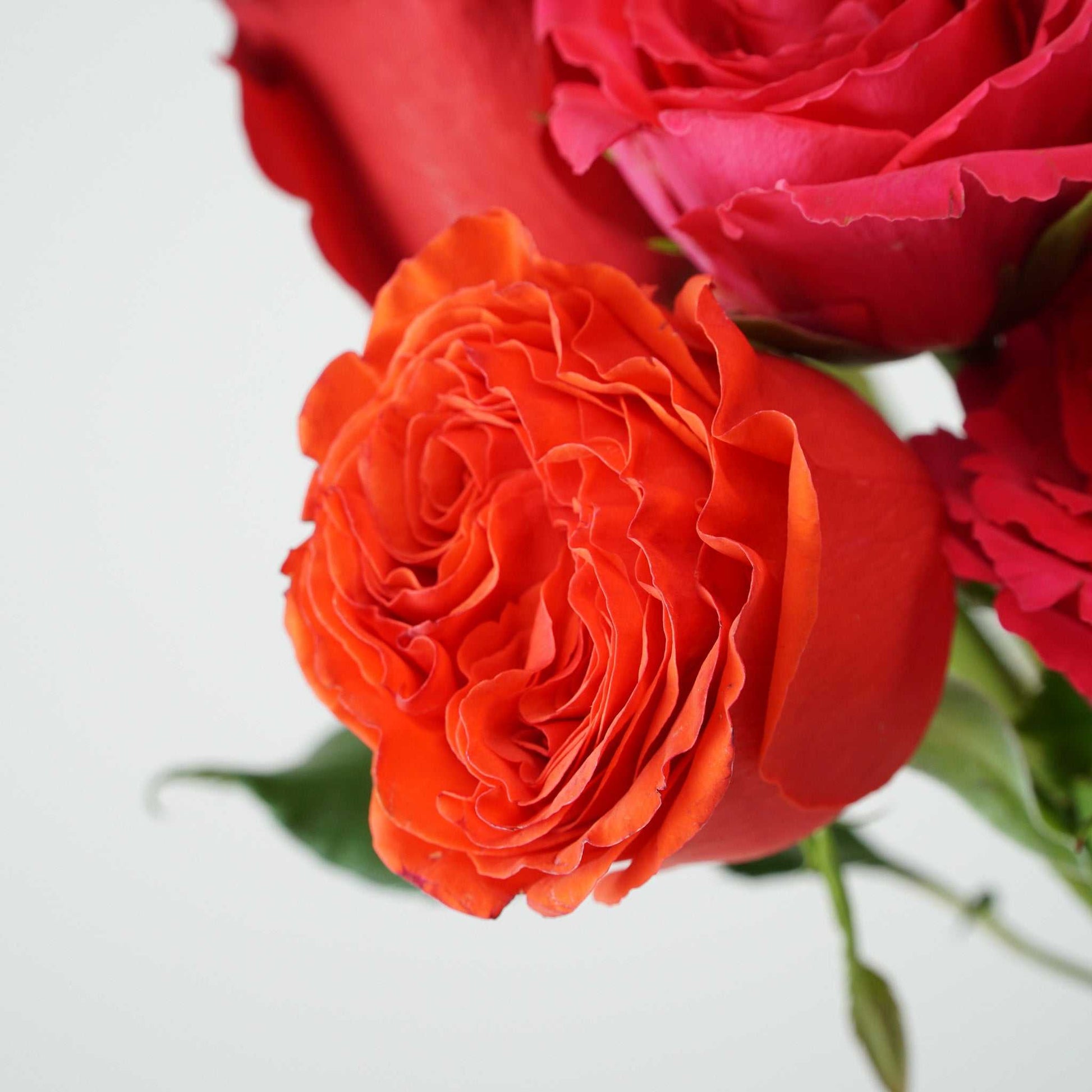 Vibrant red and orange roses from 'The Icons - Roses Your Way'.