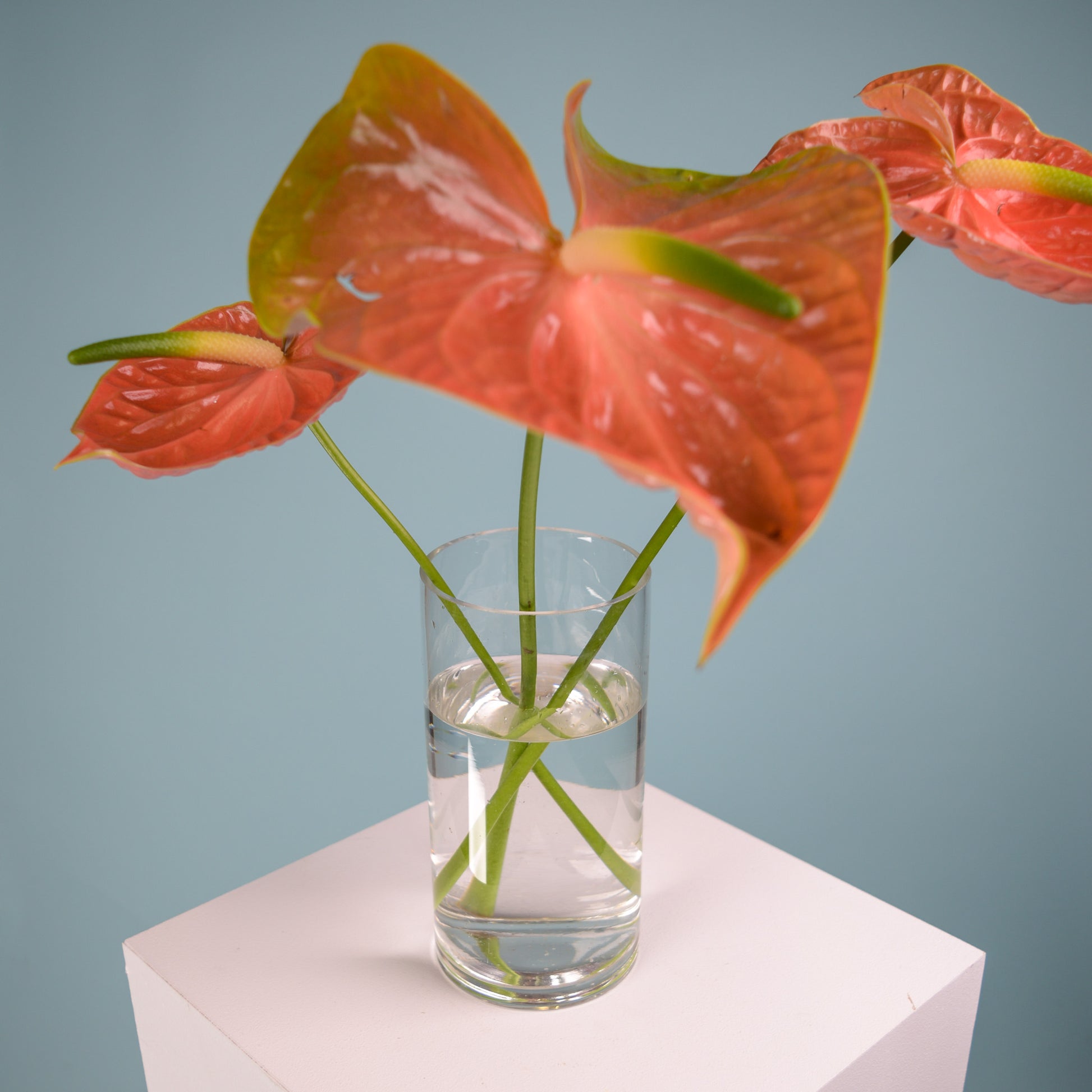 Vase - Fine Glass - Crushes Flowers