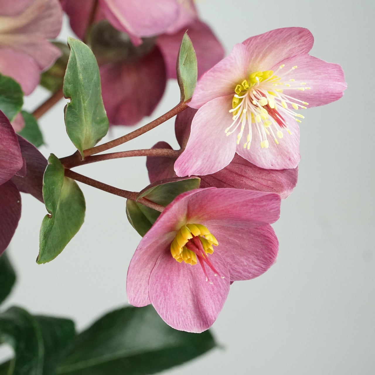 Winter Rose (Hellebore) - Potted Plant
