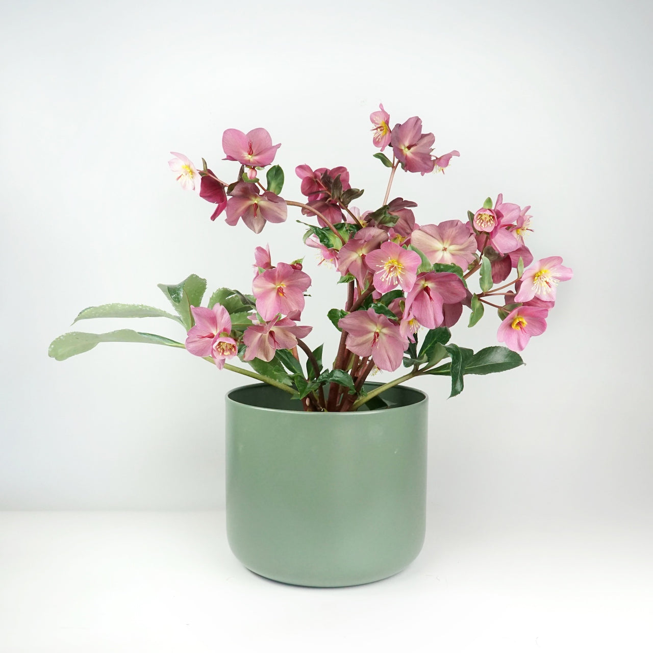 Winter Rose (Hellebore) - Potted Plant