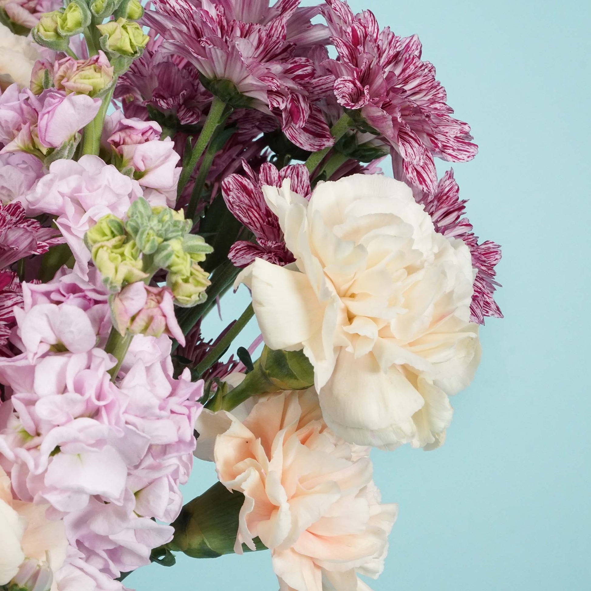 Vibrant bouquet featuring pink and white striped daisies, soft pink carnations, and chrysanthemums, set against a light blue background. Bright and cheerful.