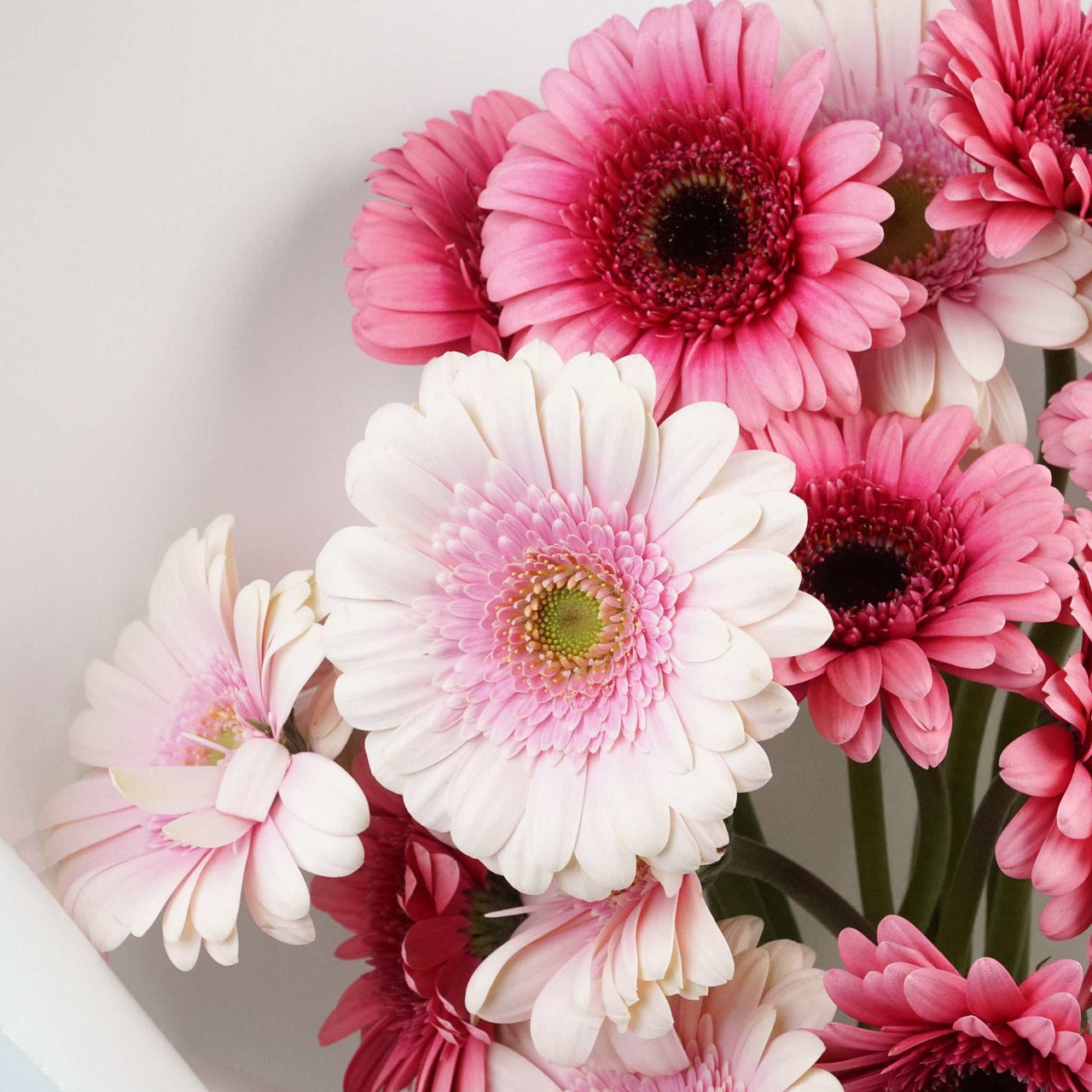 The Icons - Gerberas bouquet featuring vibrant pink and white flowers.