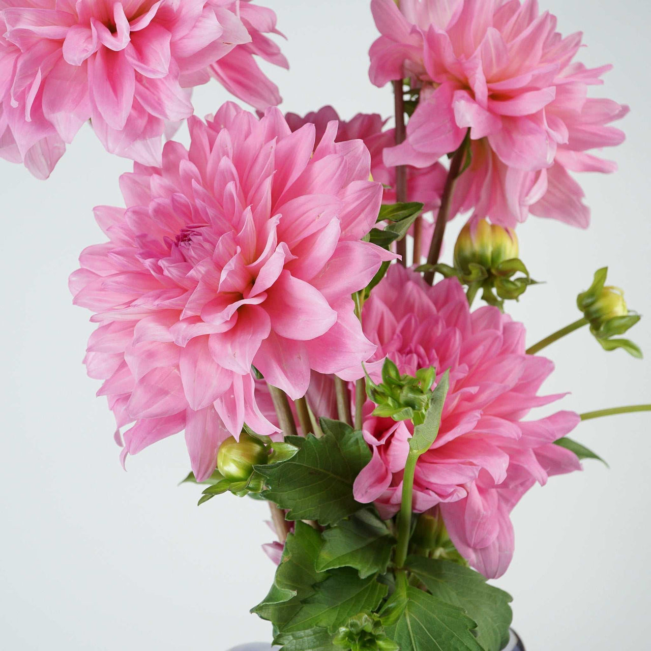 The Icons - Dahlias, vibrant pink flower bouquet wrapped in white paper.