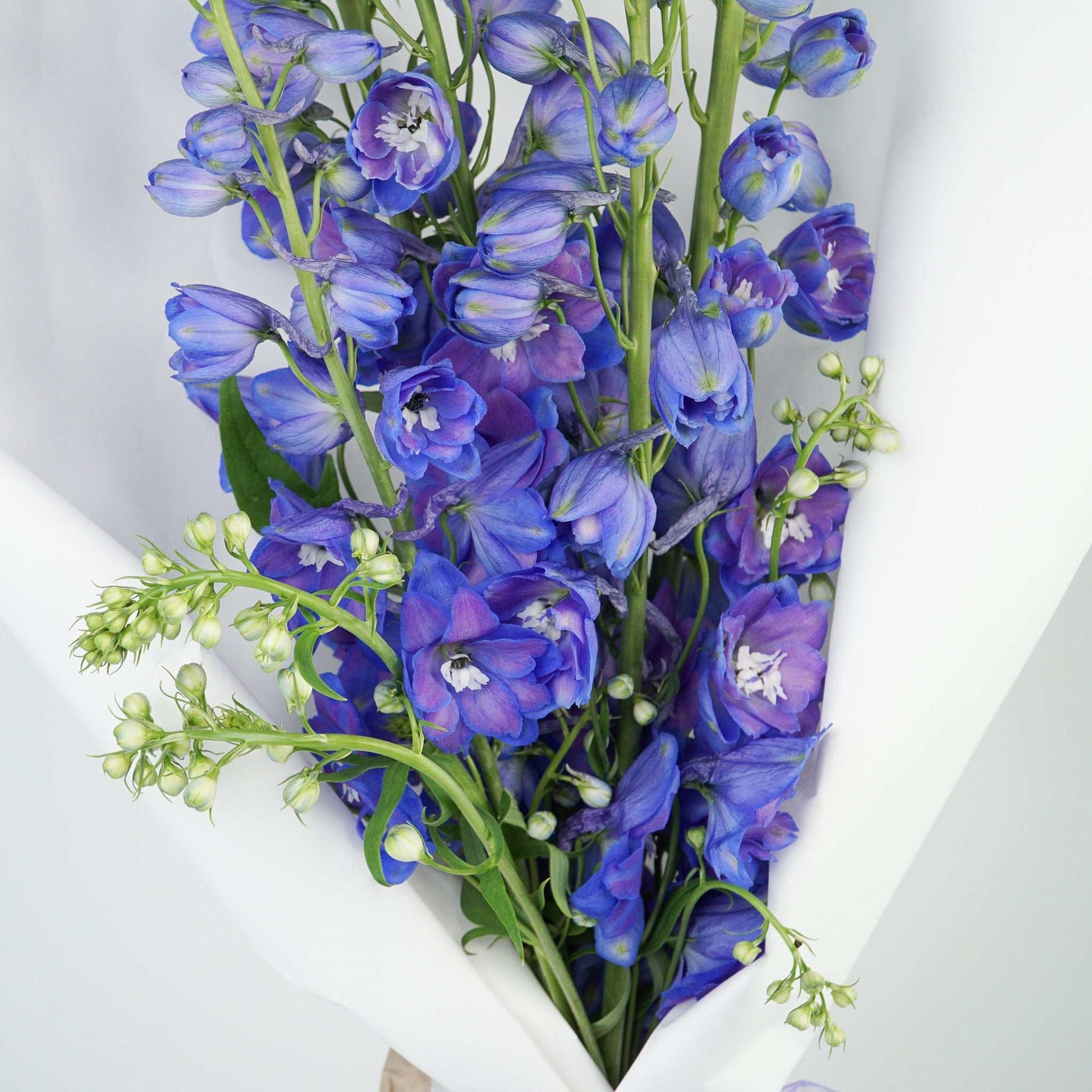 The Icons Delphinium bouquet showcasing vibrant blue flowers.