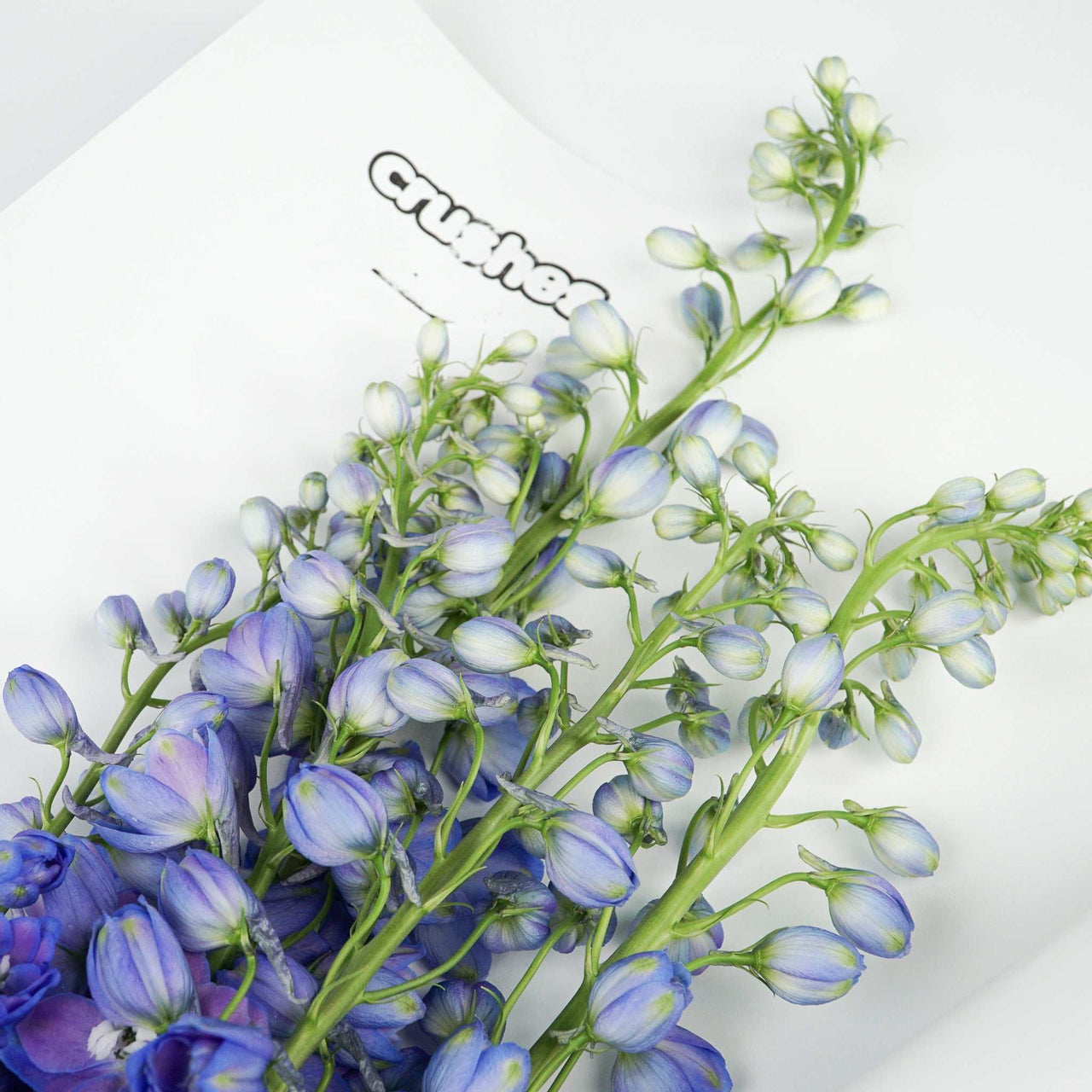 The Icons - Delphinium flower bouquet symbolizing openness and positivity.