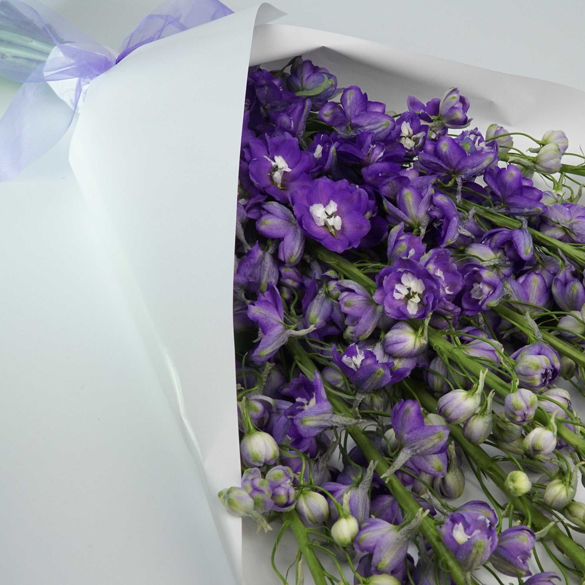 The Icons Delphinium bouquet with vibrant purple flowers in white wrapping.